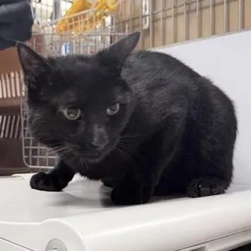 A young medium-sized male Black Domestic Short Hair cat named Friendly for adoption in New York, NY