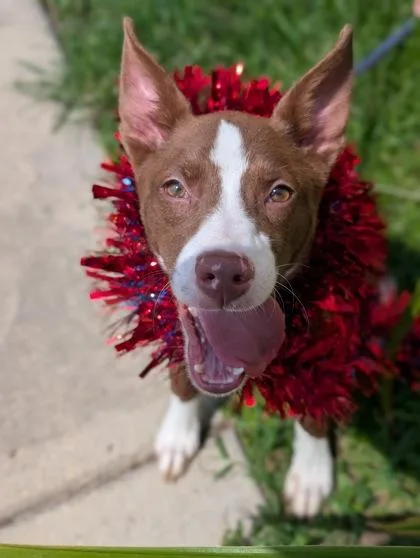 A young medium-sized female Terrier dog named Anna for adoption in Gulfport, MS