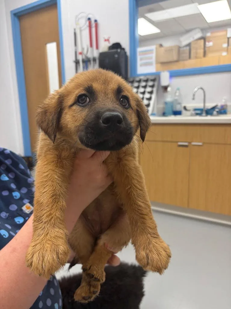 A baby small-sized female Boxer dog named Musa for adoption in Hartsville, SC