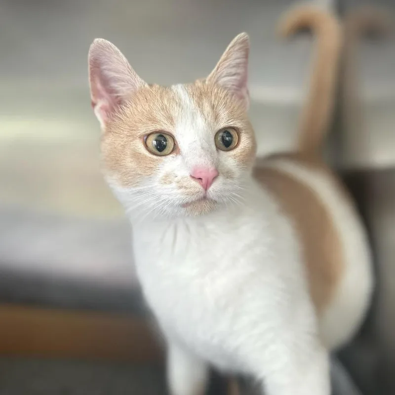 An adult small-sized female White Domestic Short Hair cat named Peppa for adoption in Troy, IL