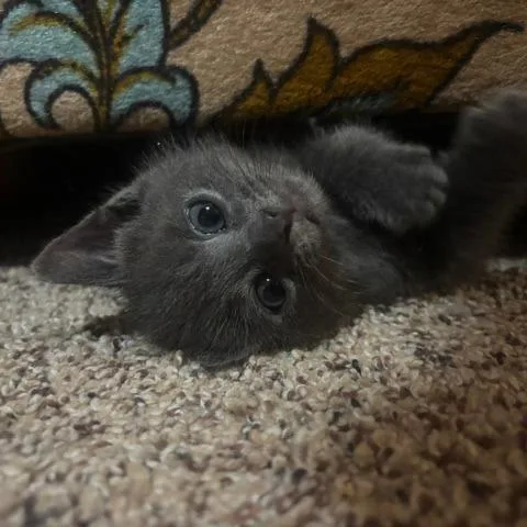 A young medium-sized male Domestic Short Hair cat named Odie for adoption in Eau Claire, WI