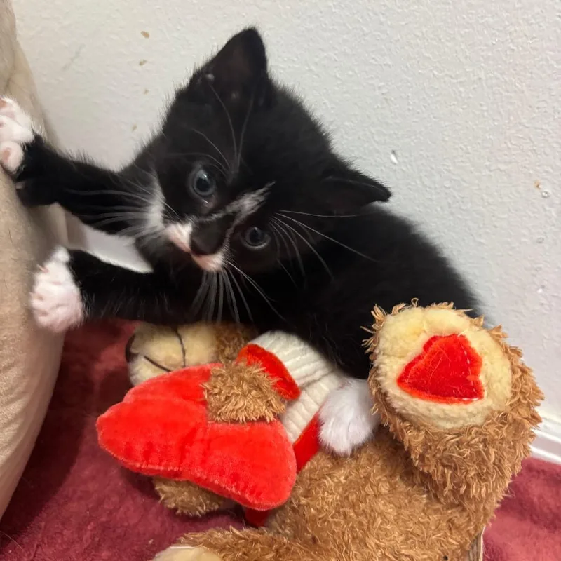 A baby small-sized male Black Domestic Short Hair cat named Gio for adoption in Middle Village, NY