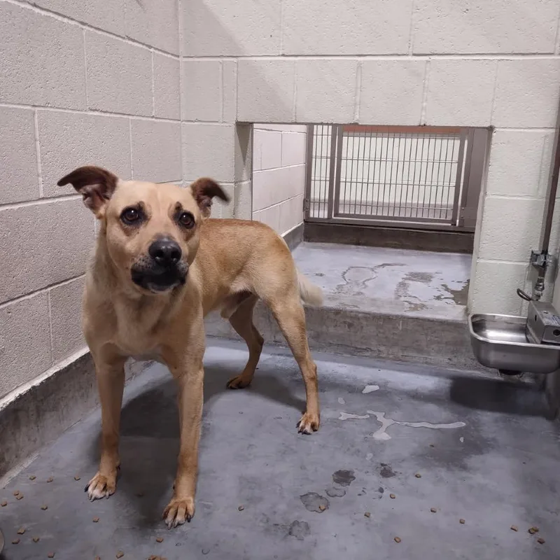 An adult medium-sized male Yellow / Tan / Blond / Fawn Terrier dog named Iepastray for adoption in Upland, CA
