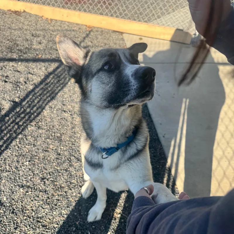 An adult large-sized male German Shepherd Dog dog named Mr. Frumpus for adoption in Pullman, WA
