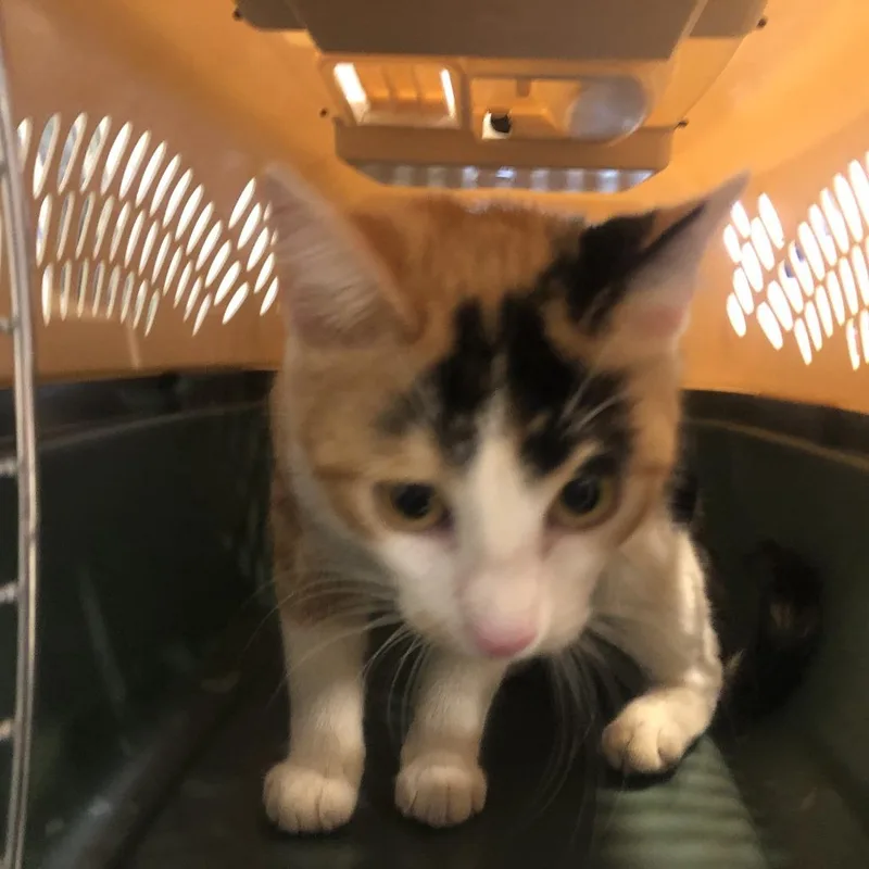 A young medium-sized female Calico Domestic Short Hair cat named Cookie Dough for adoption in Saint Louis, MO