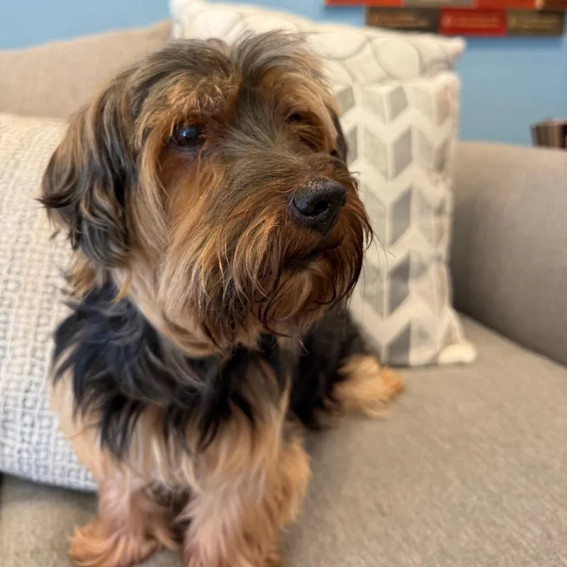 An adult small-sized male Black Yorkshire Terrier dog named Otis for adoption in Park City, UT
