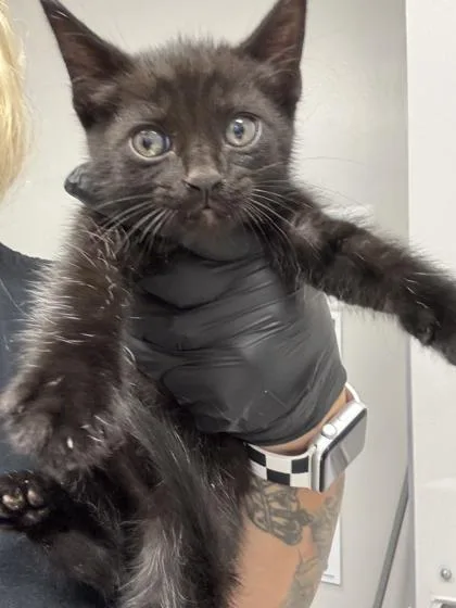 Simba