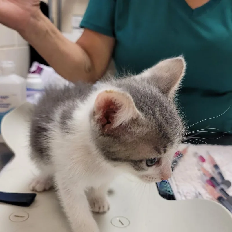A baby small-sized female Gray / Blue / Silver Domestic Short Hair cat named 66180 for adoption in Lake Panasoffkee, FL