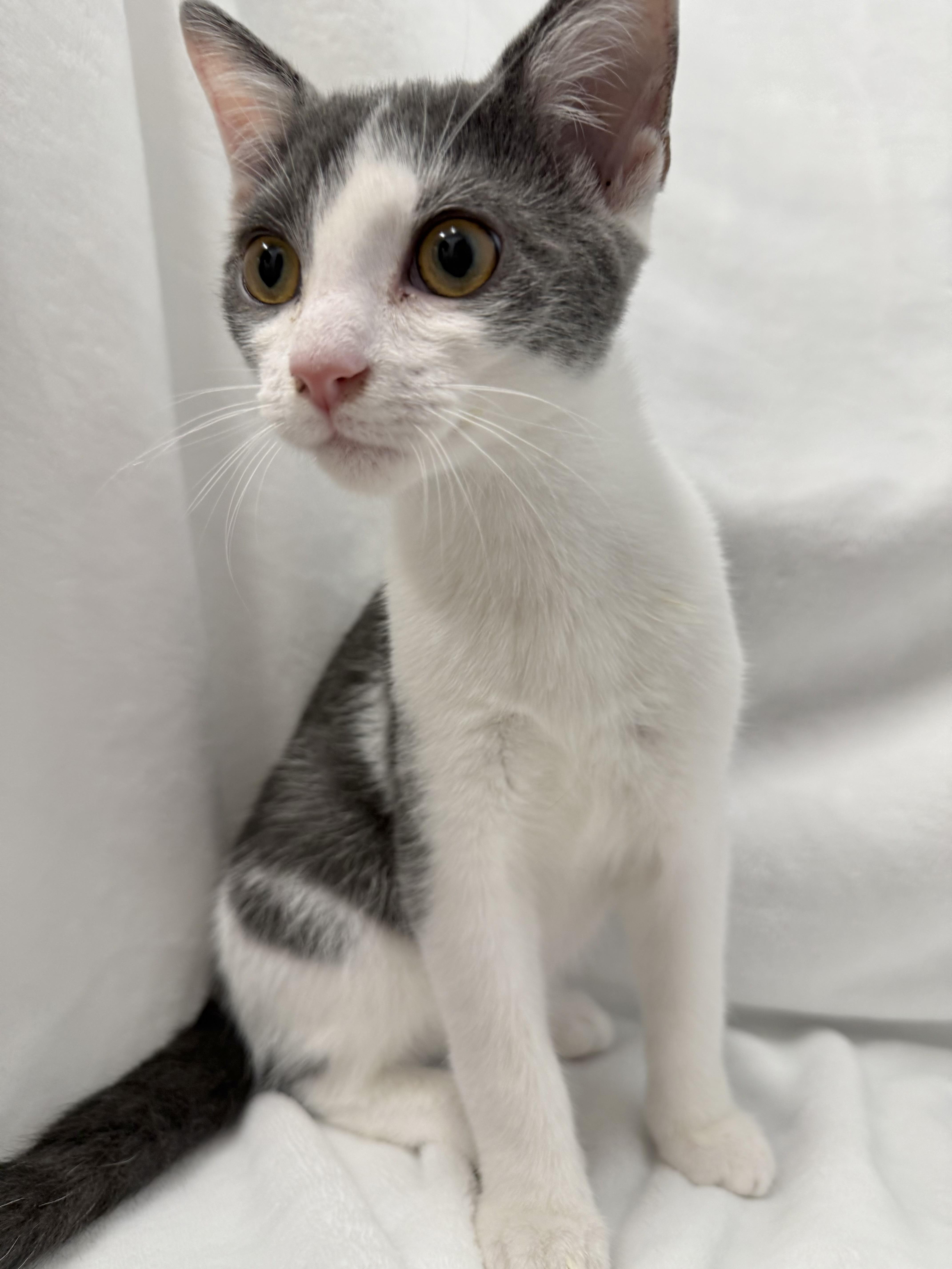 A baby medium-sized male Gray & White Domestic Short Hair cat named Danny for adoption in Greensboro, NC