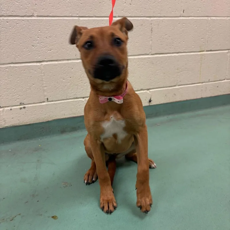 A baby medium-sized female Yellow / Tan / Blond / Fawn Mixed Breed dog named Jamboree for adoption in Memphis, TN