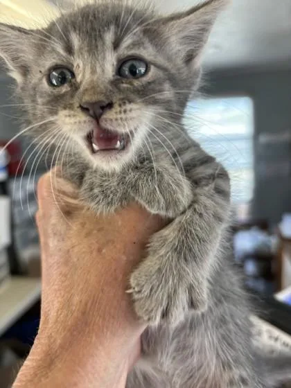 A baby medium-sized male Domestic Short Hair cat named Stevie for adoption in West Memphis, AR