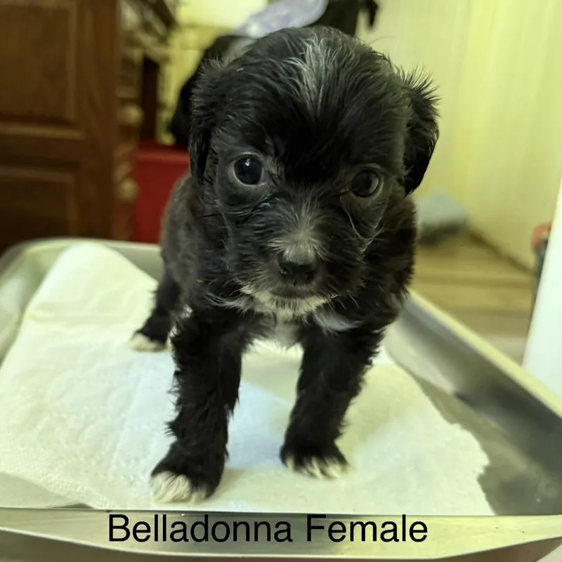 Belladonna thumbnail 2