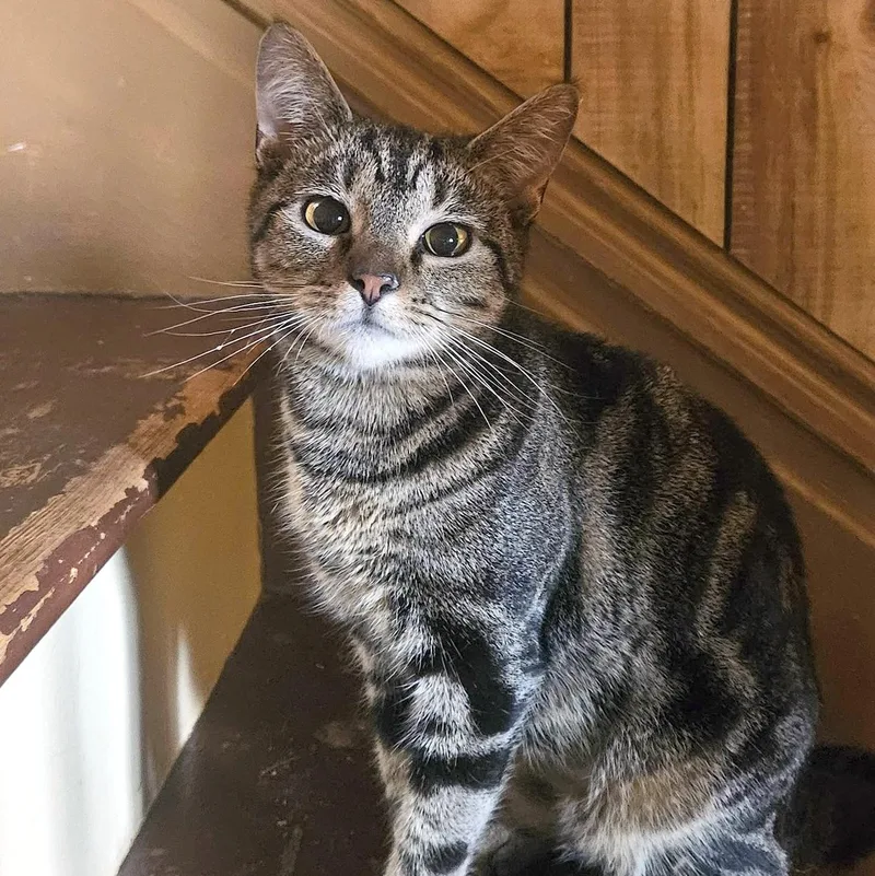 A baby small-sized female Tabby (Brown / Chocolate) Domestic Short Hair cat named Paris for adoption in Pittsburgh, PA