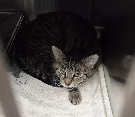 A young medium-sized female Domestic Short Hair cat named Tig for adoption in Decatur, IL
