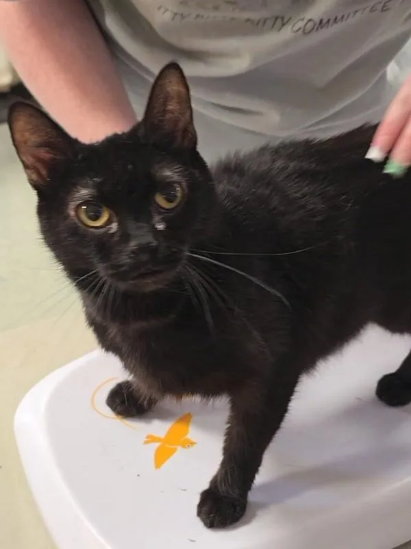 A young small-sized female Domestic Short Hair cat named Niota for adoption in Vancouver, WA