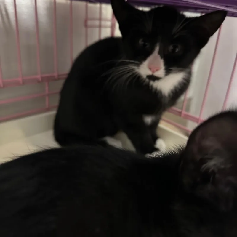 A baby small-sized male Domestic Short Hair cat named Bilbo for adoption in Priest River, ID