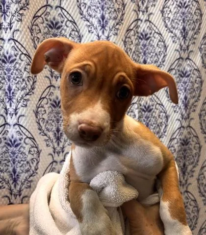 A baby small-sized male Terrier dog named Mystery for adoption in Honolulu, HI
