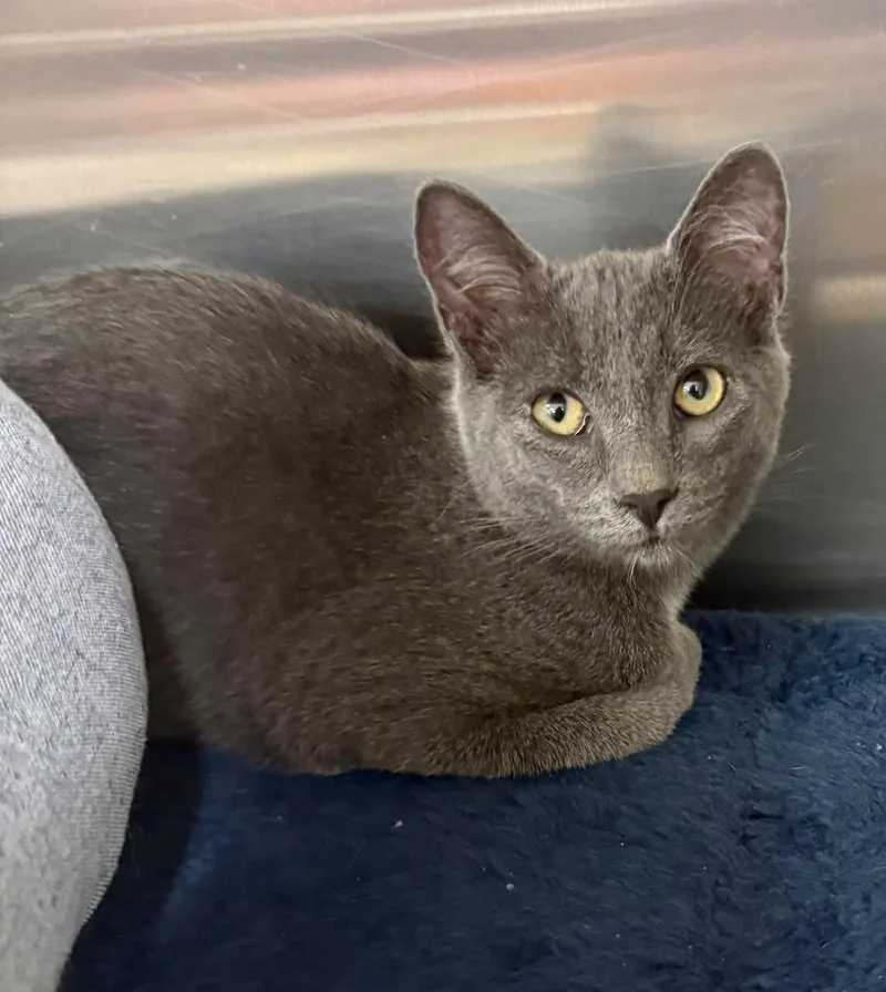 A young medium-sized male Russian Blue cat named Bean for adoption in Bolivia, NC
