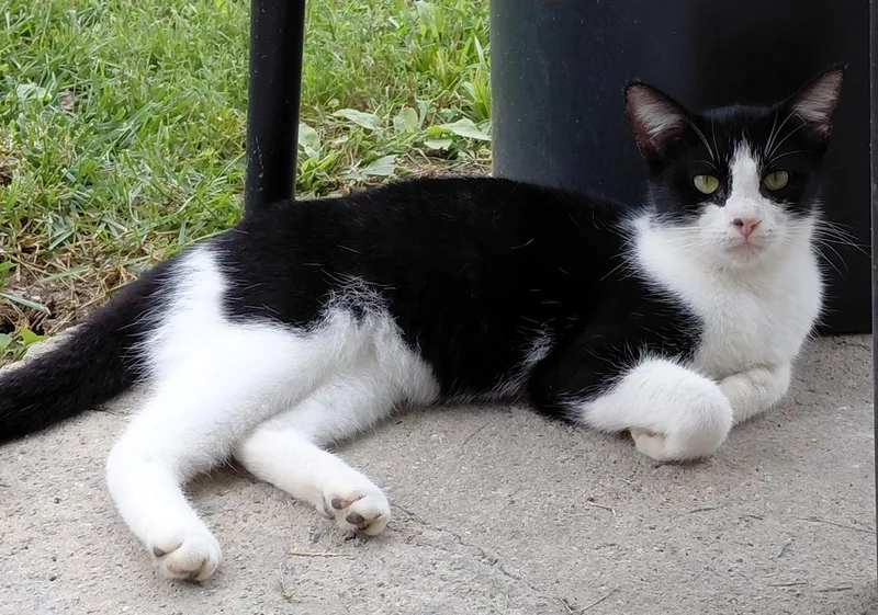 A young medium-sized female Black & White / Tuxedo Domestic Short Hair cat named Knuckles for adoption in Paris, KY