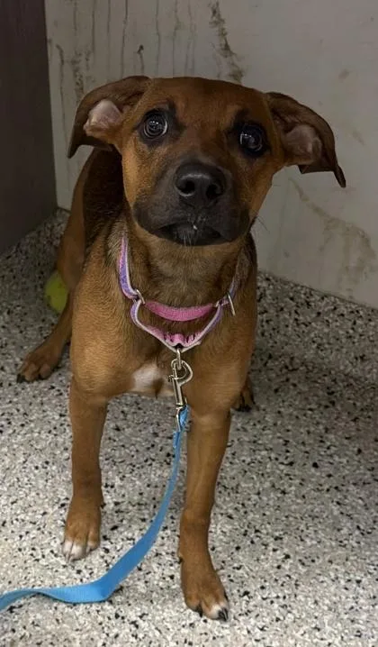 A young medium-sized female Brown / Chocolate Mixed Breed dog named Sprout for adoption in Kansas City, MO