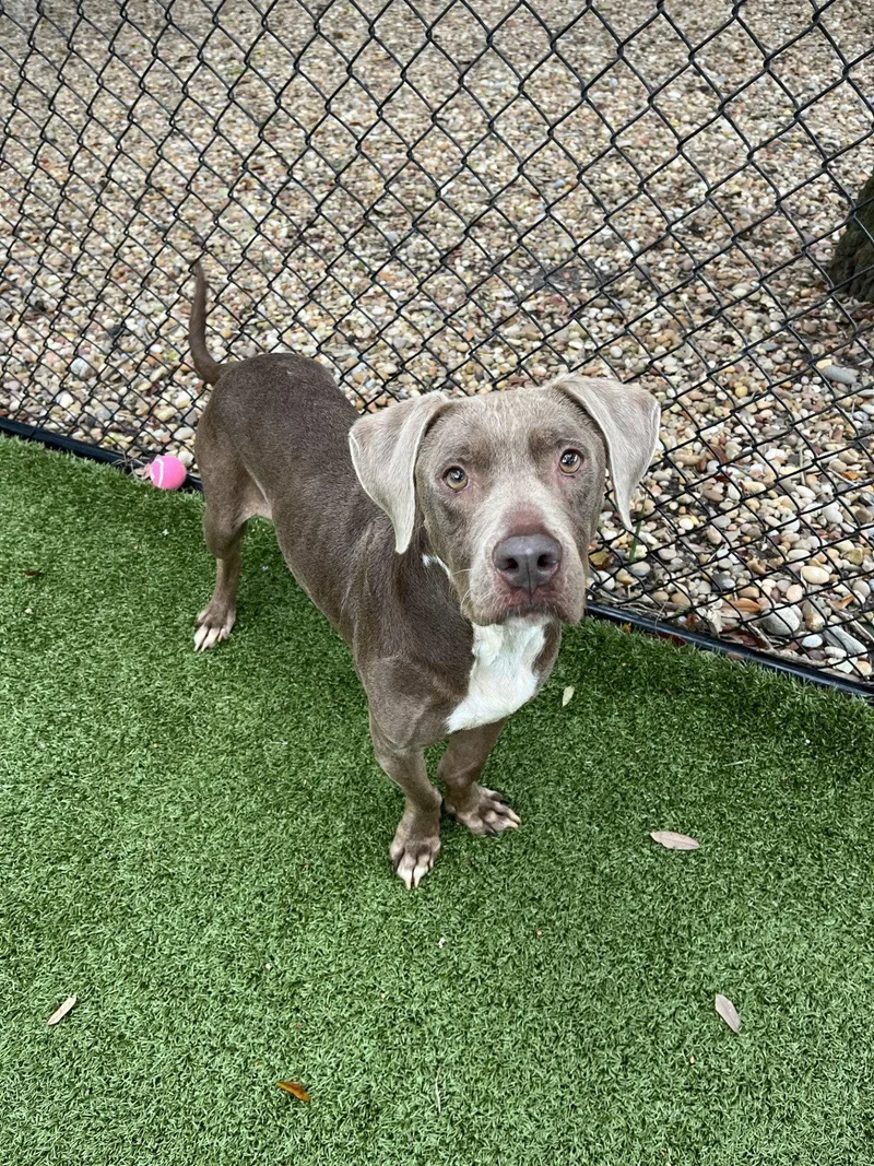 A senior large-sized female Labrador Retriever dog named Hazel for adoption in Hilton Head Island, SC