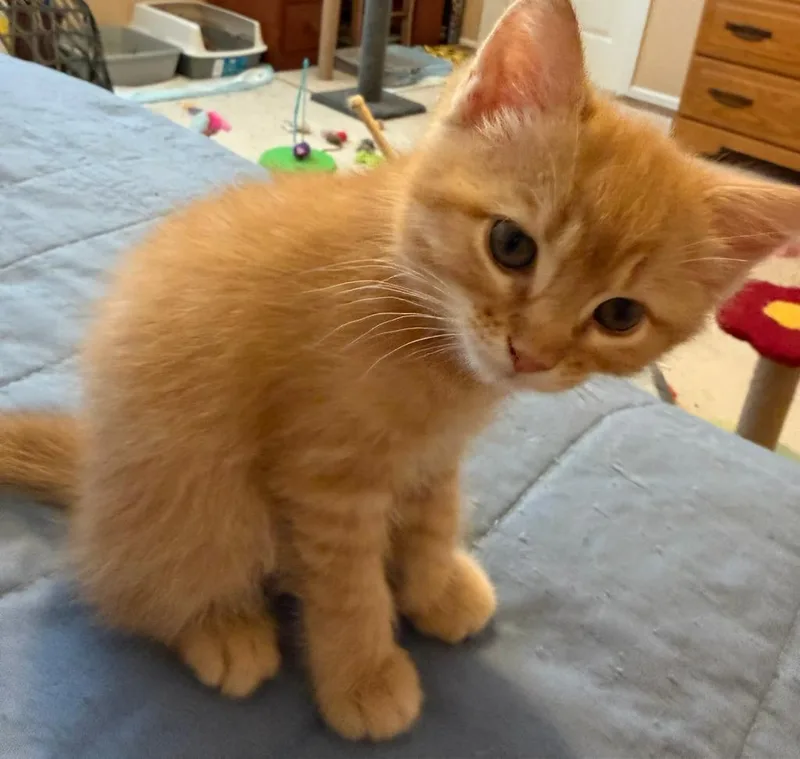 A baby medium-sized female Domestic Short Hair cat named Weiss for adoption in Hamilton, OH