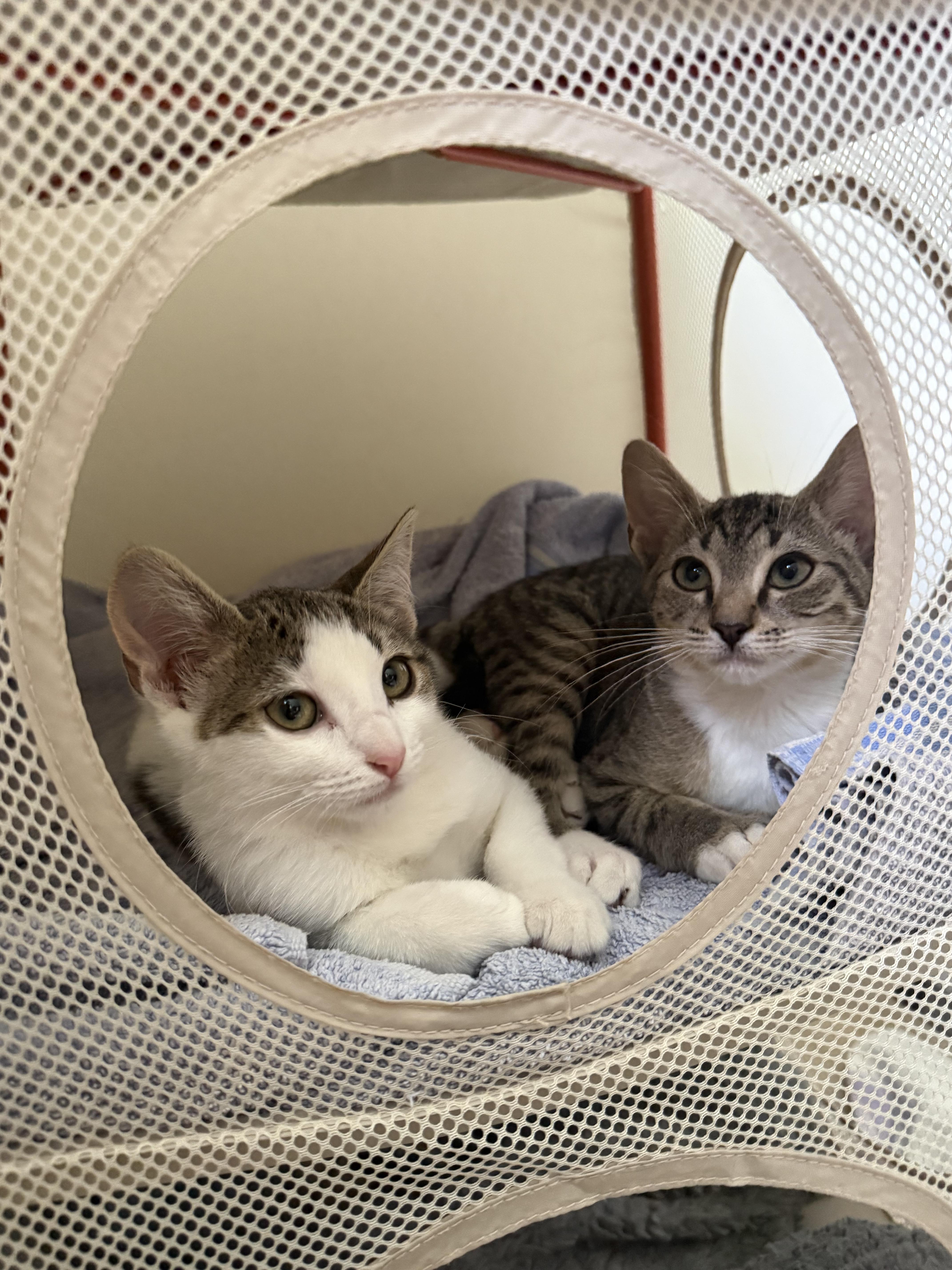 A baby medium-sized male Tabby (Gray / Blue / Silver) Domestic Short Hair cat named Lightning Longtail for adoption in Stow, MA