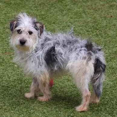 A young small-sized female White / Cream Mixed Breed dog named Missy for adoption in New York, NY