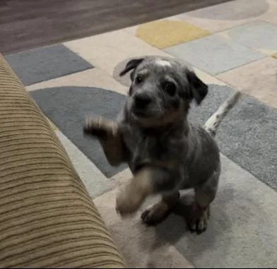 A baby small-sized male Gray / Blue / Silver Australian Cattle Dog / Blue Heeler dog named Kb for adoption in Liverpool, TX
