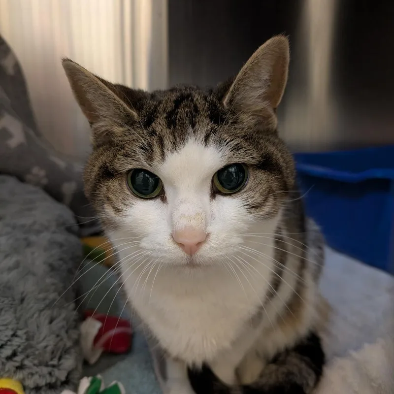 A senior medium-sized female Brown / Chocolate Domestic Short Hair cat named Casey for adoption in South Burlington, VT