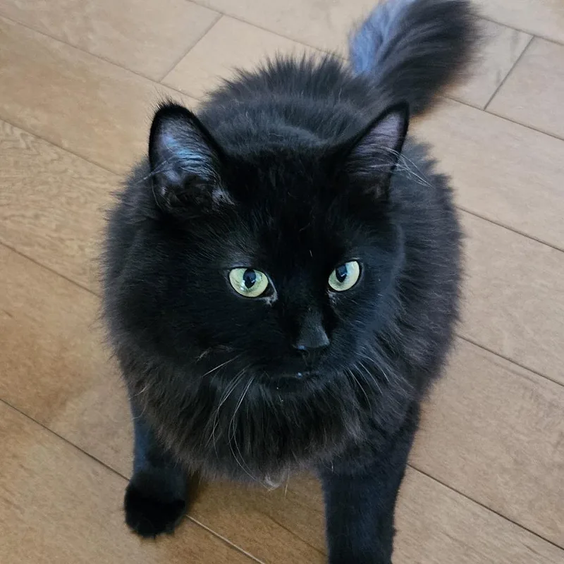 An adult extra large-sized male Black Domestic Long Hair cat named Gobi for adoption in Traverse City, MI