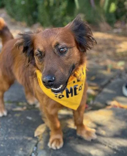 An adult medium-sized male Dachshund dog named Ozzy for adoption in Midland, VA