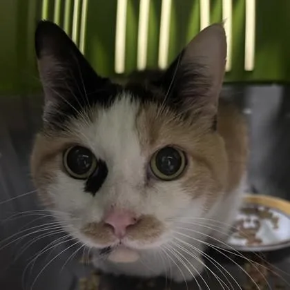 A senior large-sized female Domestic Short Hair cat named Marbles for adoption in Merriam, KS