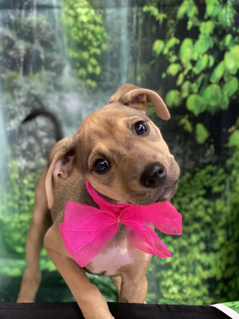 A baby medium-sized female Terrier dog named Vienna for adoption in Copiague, NY