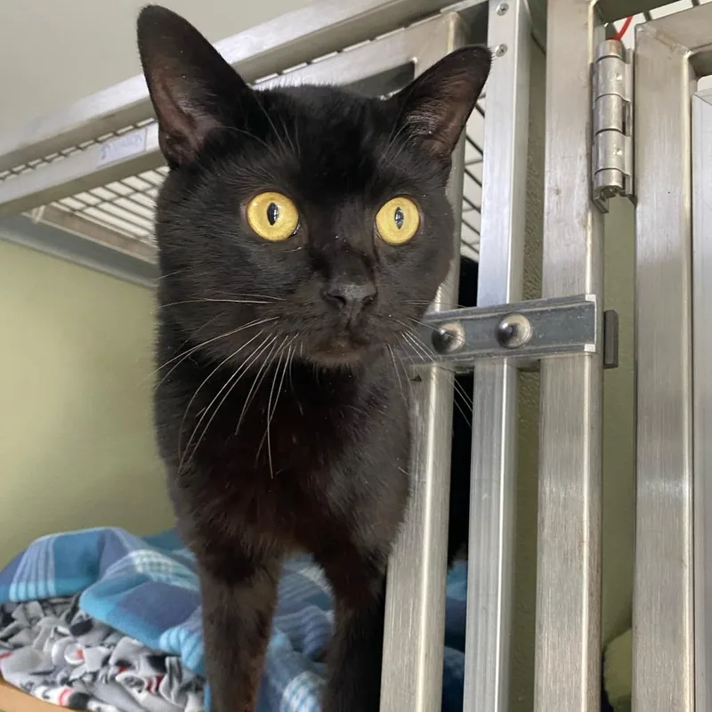 An adult medium-sized male Black Domestic Short Hair cat named Care Bear for adoption in Deerfield, IL