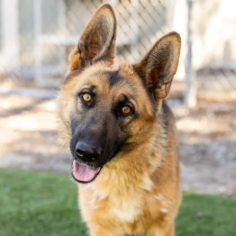 An adult large-sized female German Shepherd Dog dog named Queenie for adoption in Camarillo, CA