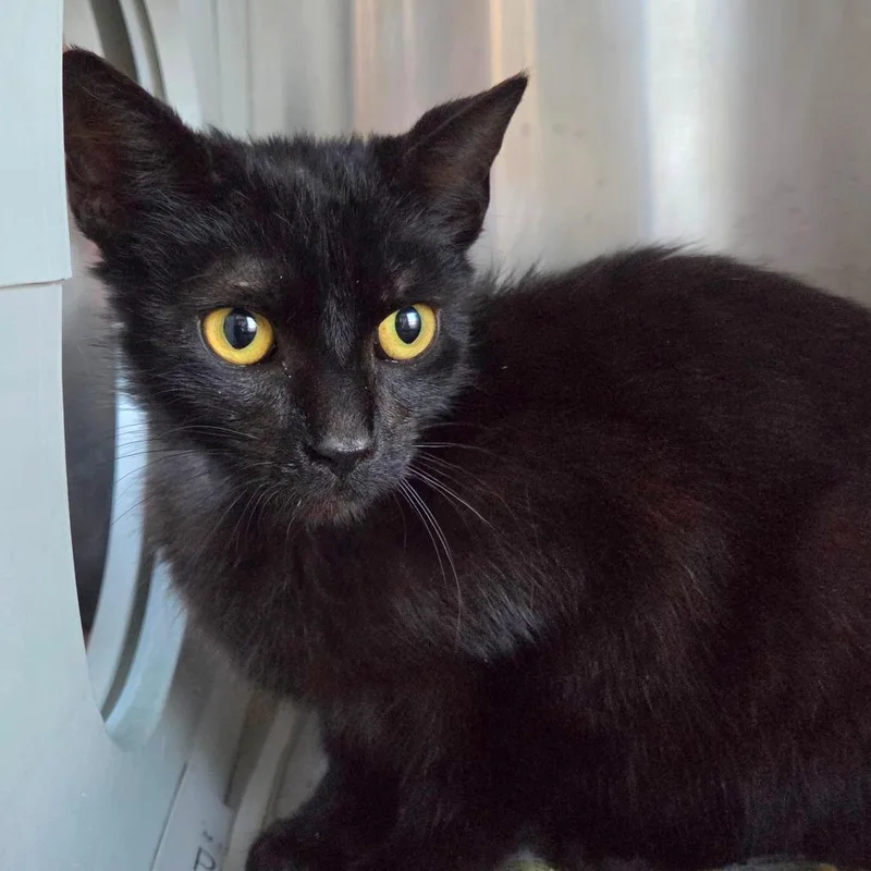 A young medium-sized male Black Domestic Short Hair cat named Baylor for adoption in Chattanooga, TN