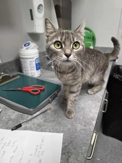 An adult medium-sized female Domestic Short Hair cat named Desilu for adoption in Sevierville, TN