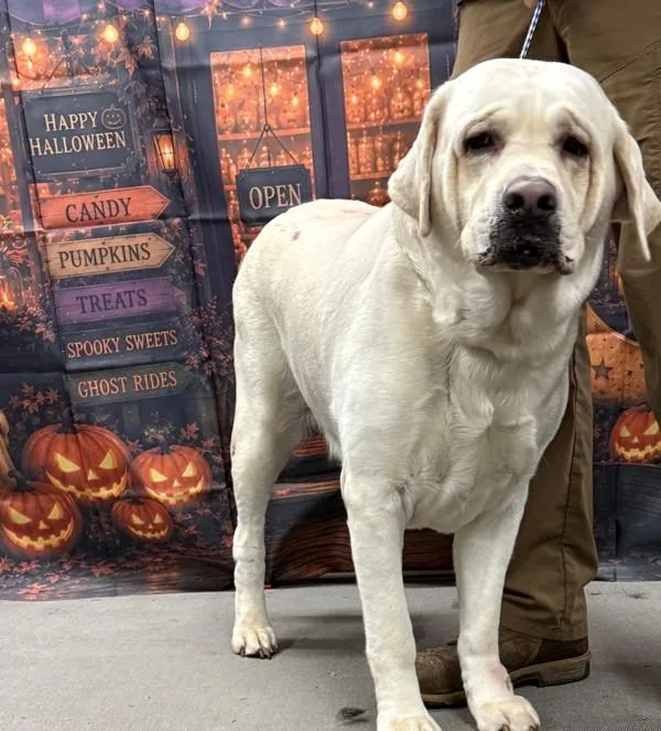 An adult extra large-sized male Labrador Retriever dog named Star for adoption in Campbellsville, KY