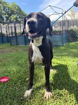A senior large-sized male Labrador Retriever dog named Kylo for adoption in Honolulu, HI