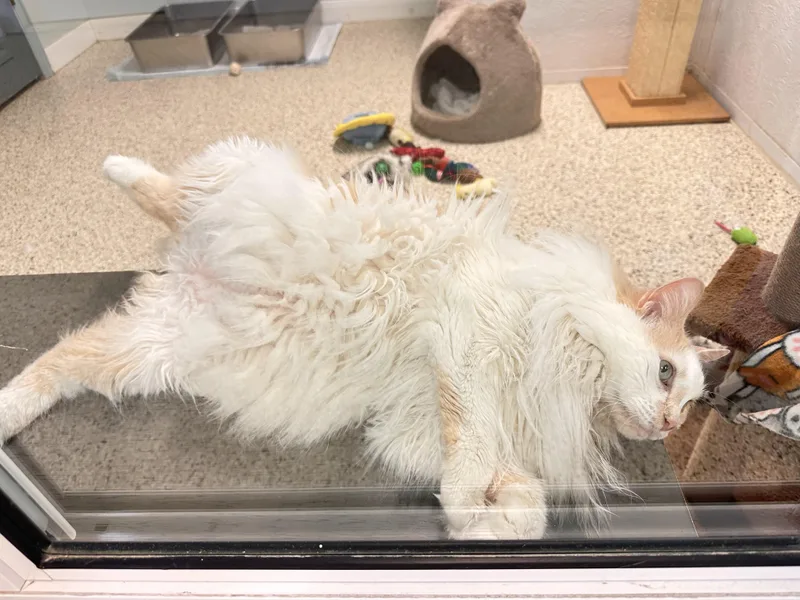 Max
