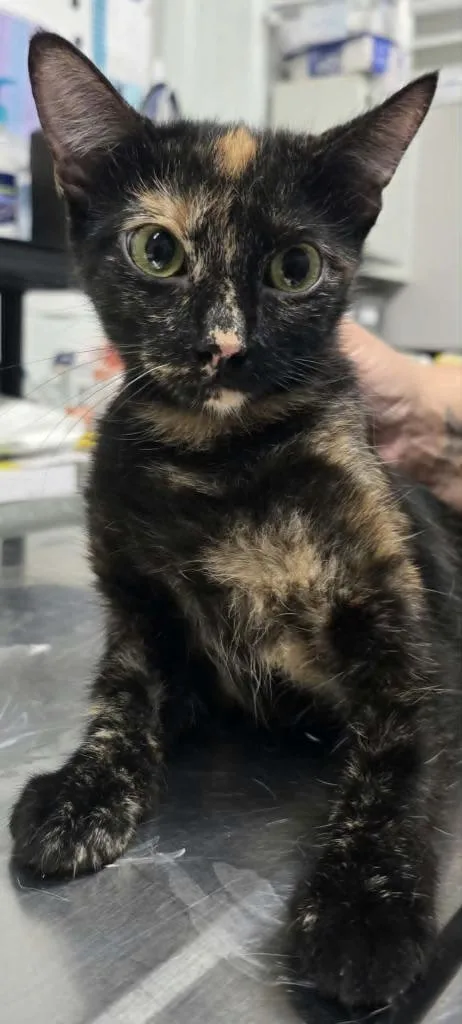 A young medium-sized female Domestic Short Hair cat named Sheba for adoption in Hillsdale, IN