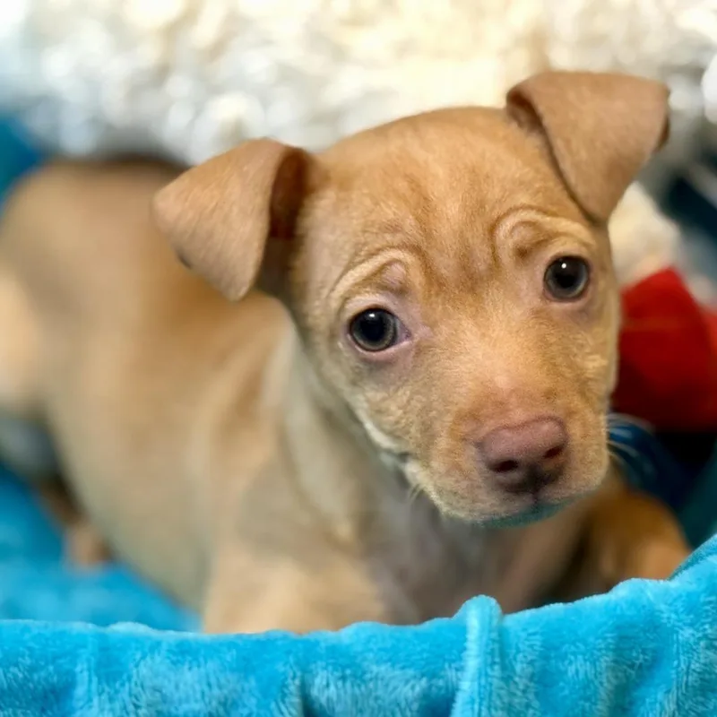 Paco: A Tiny Little thumbnail 2