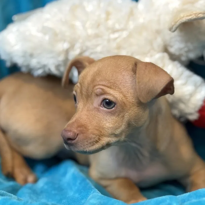 Paco: A Tiny Little thumbnail 3