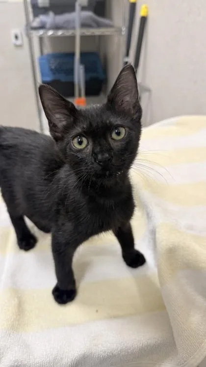 A baby small-sized male Domestic Short Hair cat named Kuna for adoption in Honolulu, HI
