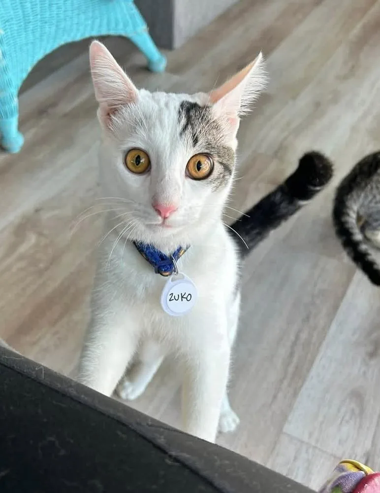 A young medium-sized male Black & White / Tuxedo Domestic Short Hair cat named Zuko for adoption in tucson, AZ