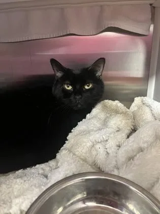 A senior medium-sized female Black Domestic Short Hair cat named Velour for adoption in Kansas City, MO