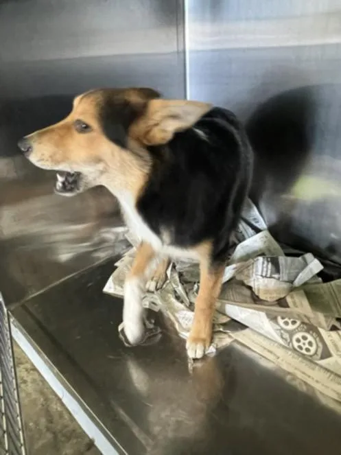 A young medium-sized female Mixed Breed dog named S'Mores for adoption in Los Angeles, CA