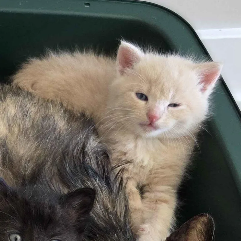 A baby medium-sized male Blue Cream Domestic Short Hair cat named Dr. Langdon for adoption in Cleveland Heights, OH