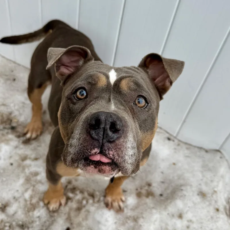 An adult medium-sized female Gray / Blue / Silver Pit Bull Terrier dog named Sasha for adoption in Weimar, CA